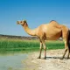 Camel in Vacation