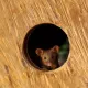 Hole