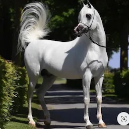 Cross-country road trips