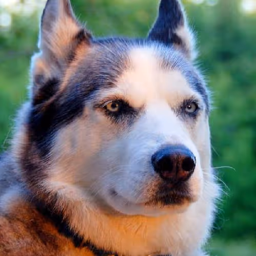 Rhythmic expressions learned