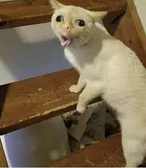 GON PUSA