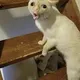 GON PUSA