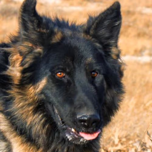 Protecting furry friends