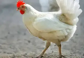 Chicken 