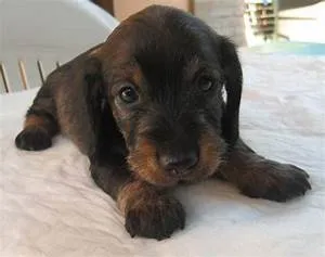 Chinese dynasties tales