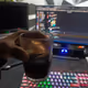 kopi
