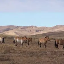 Harmony in diversity