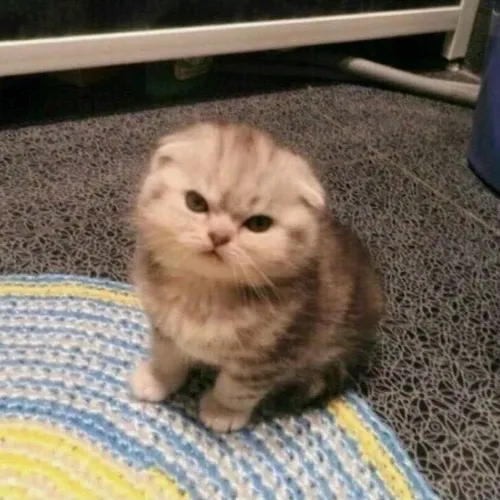 angry cat