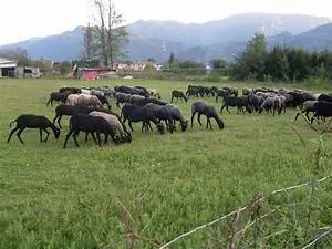 Cowboy life experiences