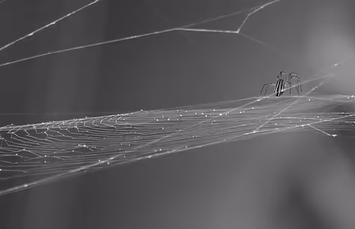 Bungee jumping adventures