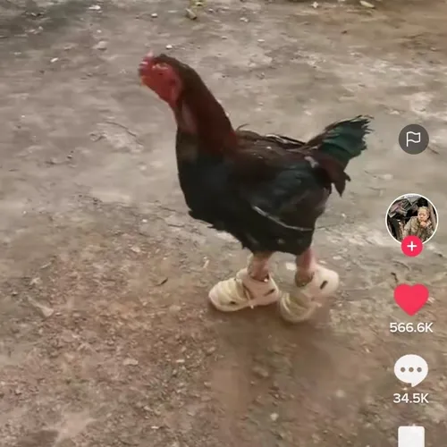 AYAM