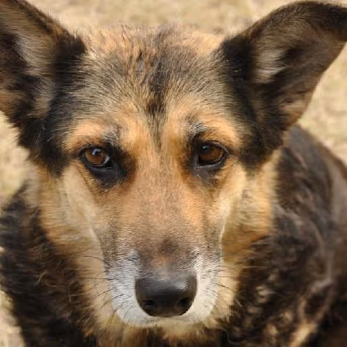 Culinary delights exploration