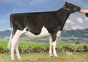 Ancient martial arts mastery