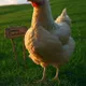 Defi Chicken 