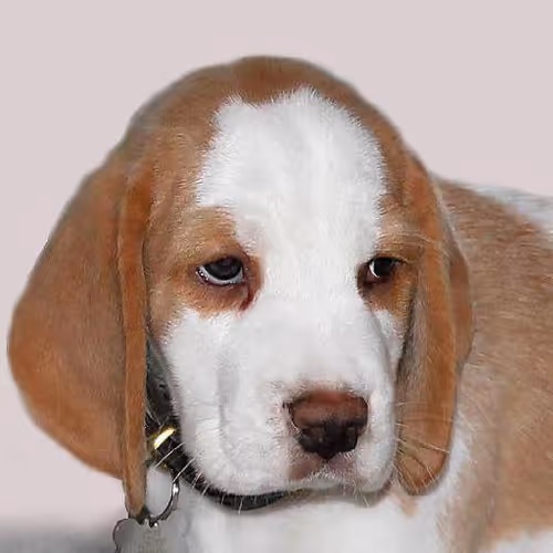 Mountain lodge getaways