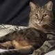 фыв