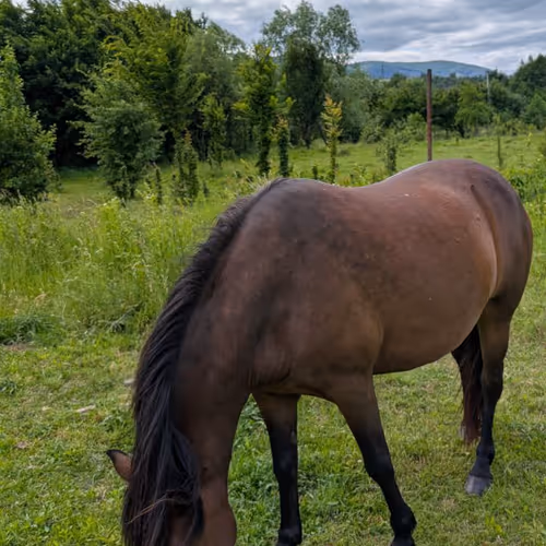 horse