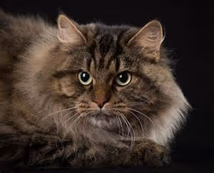 Biking through winding roads