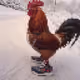rooster