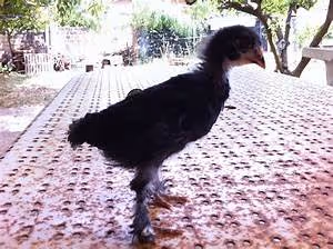 Cross-country road trips