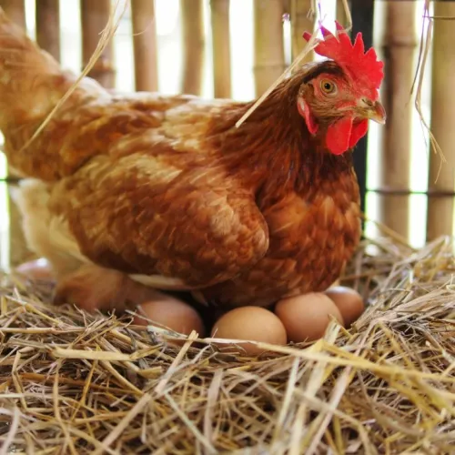 chickens on Somnia