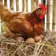 chickens on Somnia