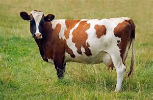 Hot air balloon rides