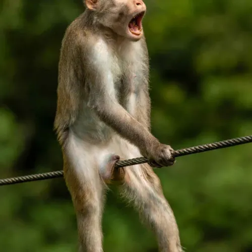 monkey