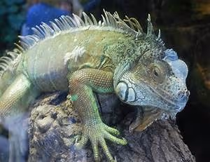 Culinary delights exploration