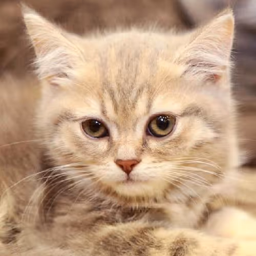 Lost empires unraveling