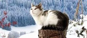 Cycling through landscapes