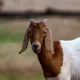 Probontunkun