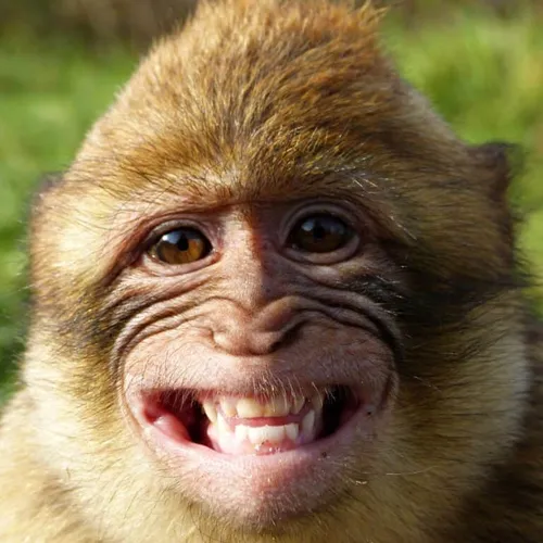 Monkey