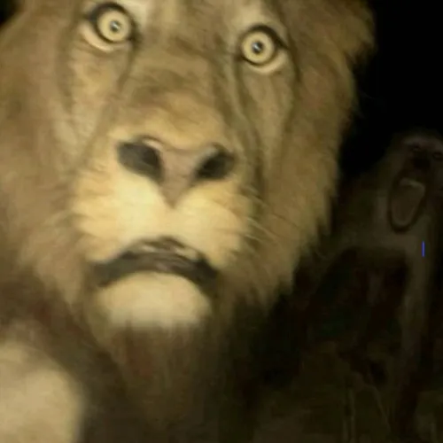Mad_Lion