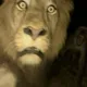 Mad_Lion