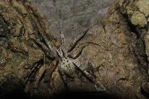 Nature conservation initiatives