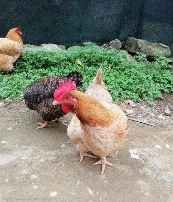 EWEAWGERAG