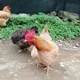 EWEAWGERAG