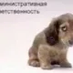 капишмара