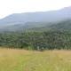 Polyana