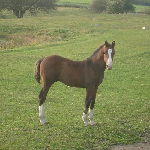 Cross-country road trips