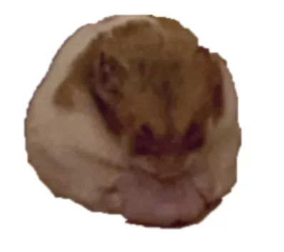 hamster