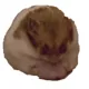 hamster