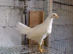 Virtual reality escapades