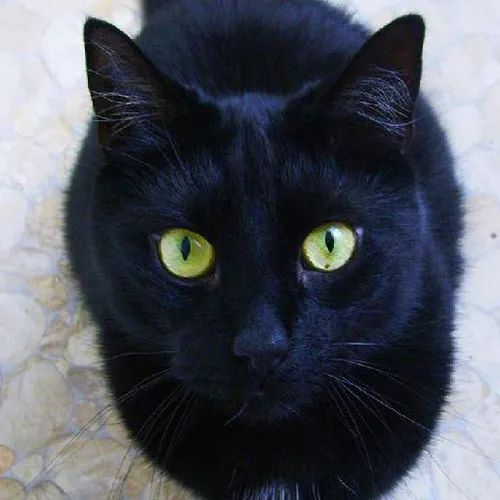 Medieval lodging fantasies