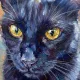 The Cat
