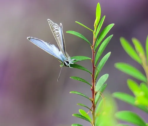 Medieval lodging fantasies
