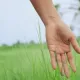 Grass