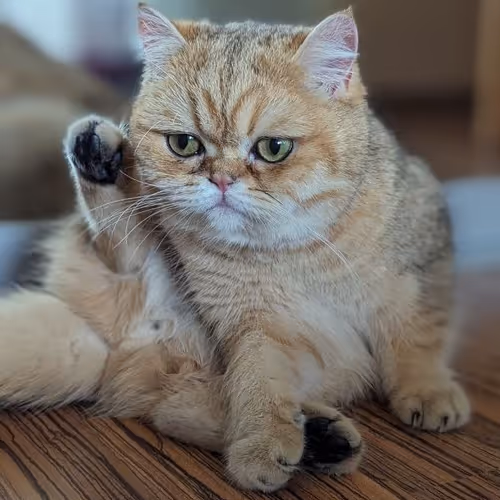 BIVCAT 2