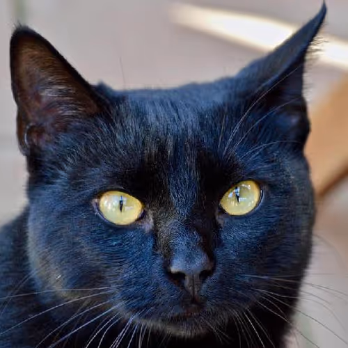 Mountaineering conquests